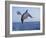 Dolphin Breaching the Oceans Surface-DLILLC-Framed Photographic Print