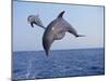 Dolphin Breaching the Oceans Surface-DLILLC-Mounted Photographic Print