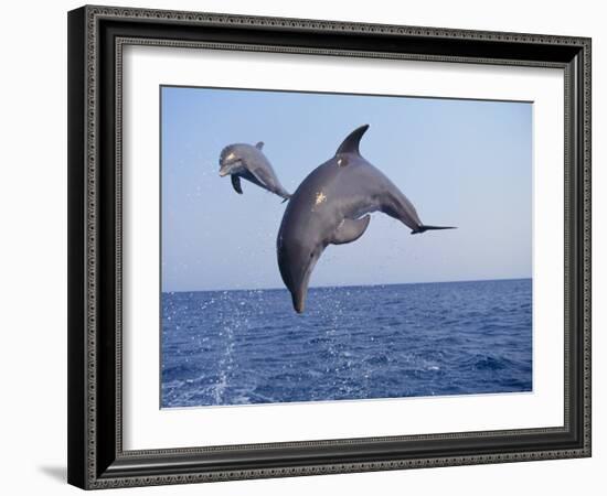 Dolphin Breaching the Oceans Surface-DLILLC-Framed Photographic Print