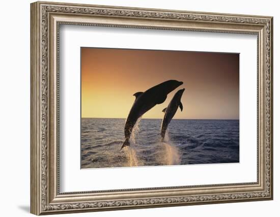 Dolphin Breaching the Oceans Surface-DLILLC-Framed Photographic Print