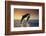 Dolphin Breaching the Oceans Surface-DLILLC-Framed Photographic Print