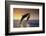 Dolphin Breaching the Oceans Surface-DLILLC-Framed Photographic Print