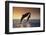 Dolphin Breaching the Oceans Surface-DLILLC-Framed Photographic Print