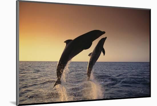 Dolphin Breaching the Oceans Surface-DLILLC-Mounted Photographic Print