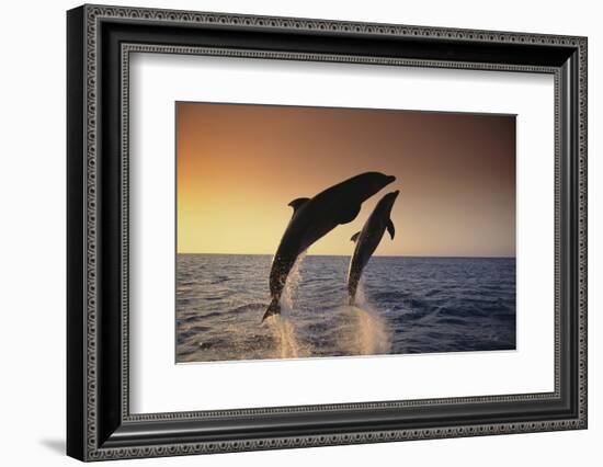 Dolphin Breaching the Oceans Surface-DLILLC-Framed Photographic Print