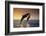 Dolphin Breaching the Oceans Surface-DLILLC-Framed Photographic Print