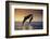 Dolphin Breaching the Oceans Surface-DLILLC-Framed Photographic Print