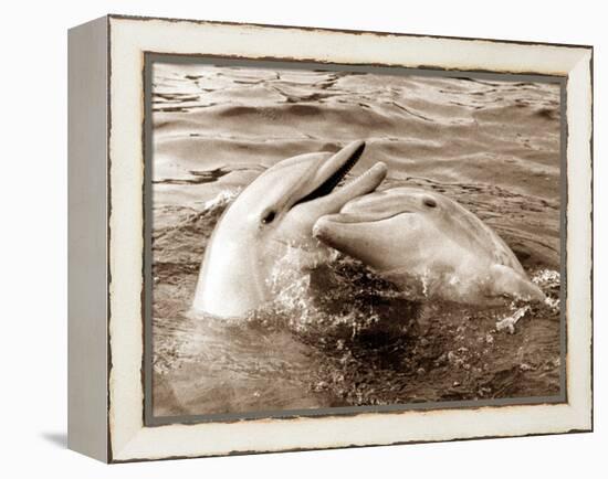 Dolphin Friendship-null-Framed Premier Image Canvas