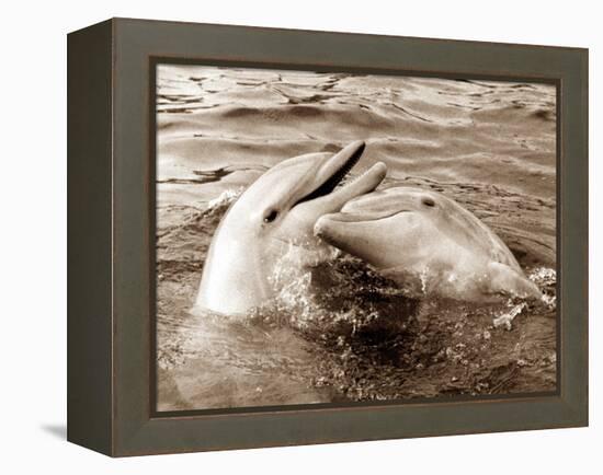 Dolphin Friendship-null-Framed Premier Image Canvas