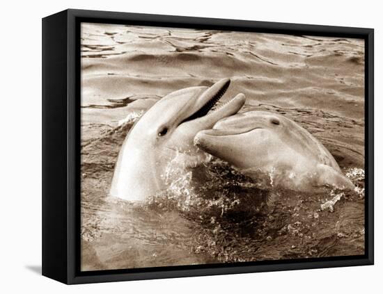 Dolphin Friendship-null-Framed Premier Image Canvas