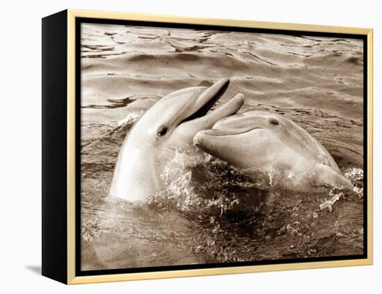Dolphin Friendship-null-Framed Premier Image Canvas