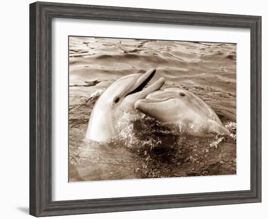 Dolphin Friendship-null-Framed Photographic Print