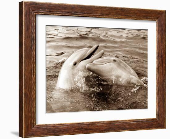 Dolphin Friendship-null-Framed Photographic Print