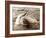 Dolphin Friendship-null-Framed Photographic Print