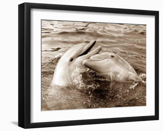 Dolphin Friendship-null-Framed Photographic Print