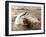 Dolphin Friendship-null-Framed Photographic Print