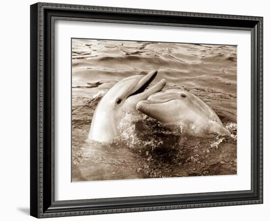 Dolphin Friendship-null-Framed Photographic Print