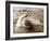 Dolphin Friendship-null-Framed Photographic Print