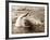 Dolphin Friendship-null-Framed Photographic Print