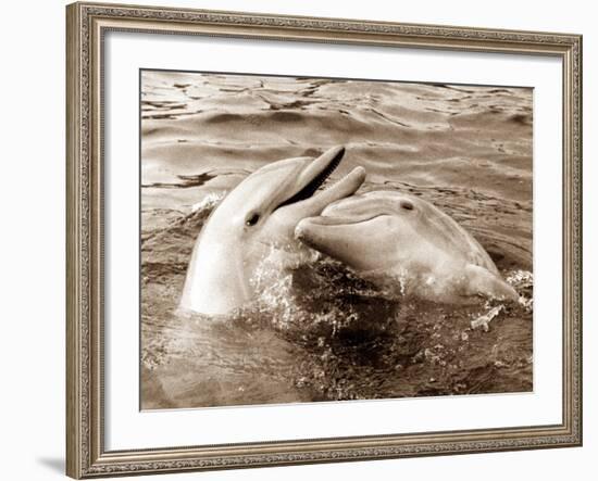 Dolphin Friendship--Framed Photographic Print