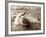 Dolphin Friendship-null-Framed Photographic Print