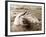 Dolphin Friendship-null-Framed Photographic Print