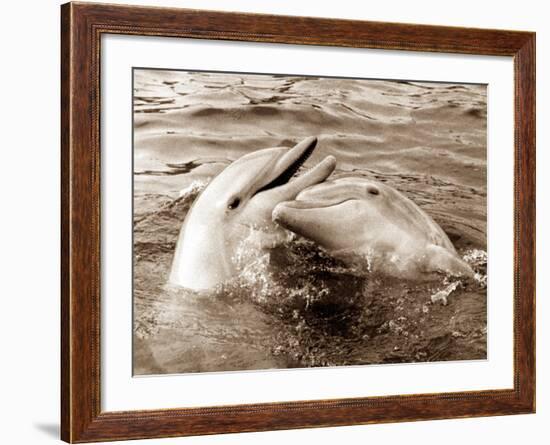 Dolphin Friendship-null-Framed Photographic Print