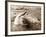 Dolphin Friendship-null-Framed Photographic Print