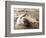 Dolphin Friendship-null-Framed Photographic Print