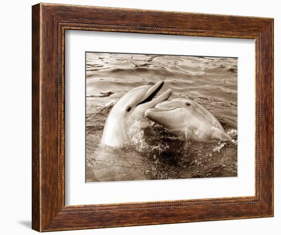 Dolphin Friendship-null-Framed Photographic Print