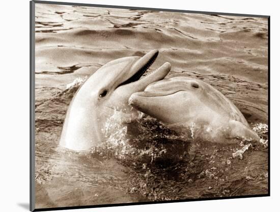 Dolphin Friendship-null-Mounted Photographic Print