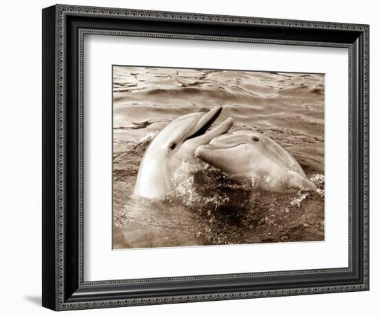 Dolphin Friendship-null-Framed Photographic Print