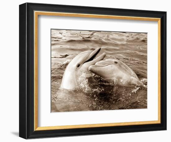 Dolphin Friendship-null-Framed Photographic Print