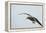 Dolphin Gull-Joe McDonald-Framed Premier Image Canvas