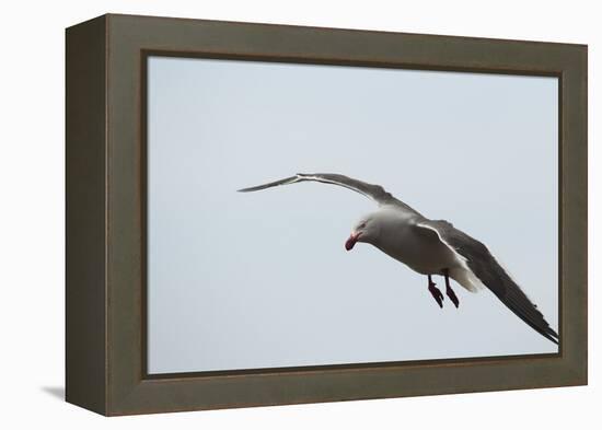 Dolphin Gull-Joe McDonald-Framed Premier Image Canvas