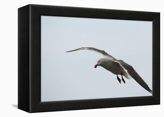 Dolphin Gull-Joe McDonald-Framed Premier Image Canvas