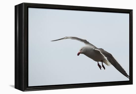 Dolphin Gull-Joe McDonald-Framed Premier Image Canvas