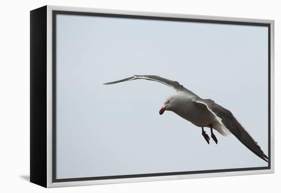 Dolphin Gull-Joe McDonald-Framed Premier Image Canvas