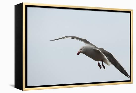 Dolphin Gull-Joe McDonald-Framed Premier Image Canvas