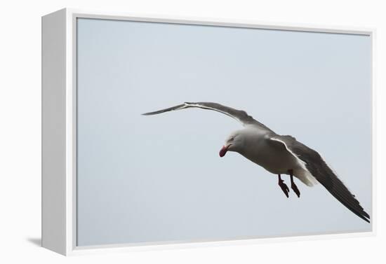 Dolphin Gull-Joe McDonald-Framed Premier Image Canvas