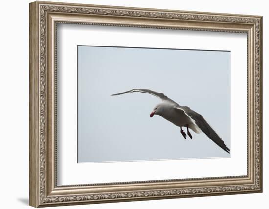 Dolphin Gull-Joe McDonald-Framed Photographic Print