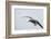 Dolphin Gull-Joe McDonald-Framed Photographic Print