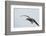 Dolphin Gull-Joe McDonald-Framed Photographic Print