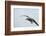 Dolphin Gull-Joe McDonald-Framed Photographic Print