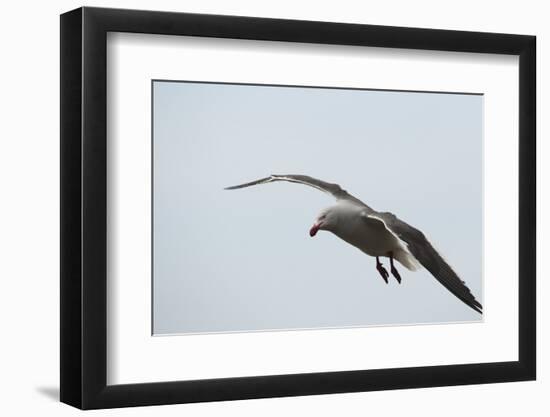 Dolphin Gull-Joe McDonald-Framed Photographic Print
