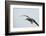 Dolphin Gull-Joe McDonald-Framed Photographic Print