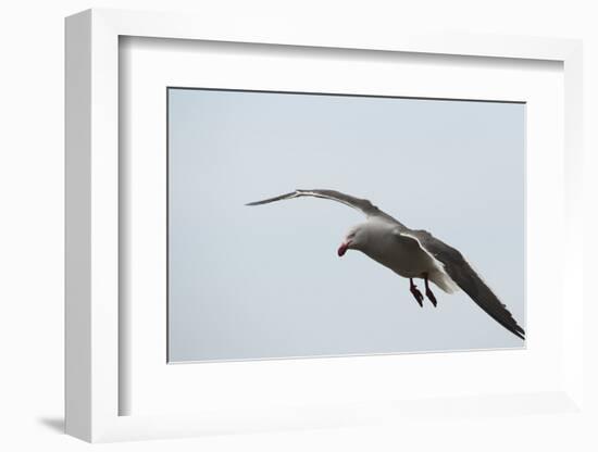 Dolphin Gull-Joe McDonald-Framed Photographic Print