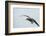 Dolphin Gull-Joe McDonald-Framed Photographic Print