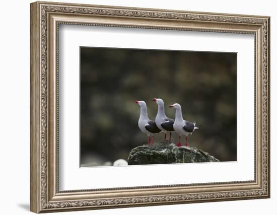 Dolphin Gulls in a Row-DLILLC-Framed Photographic Print