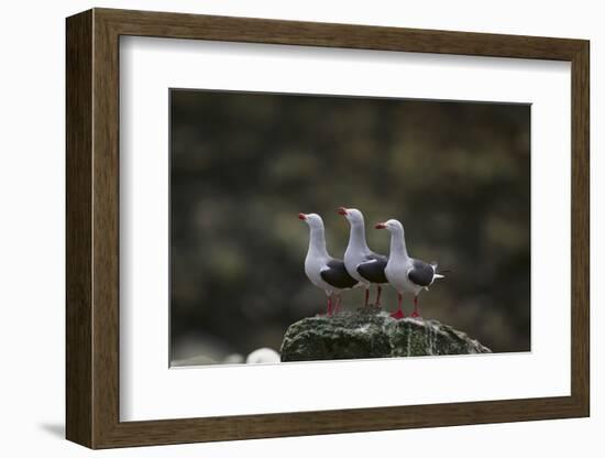 Dolphin Gulls in a Row-DLILLC-Framed Photographic Print